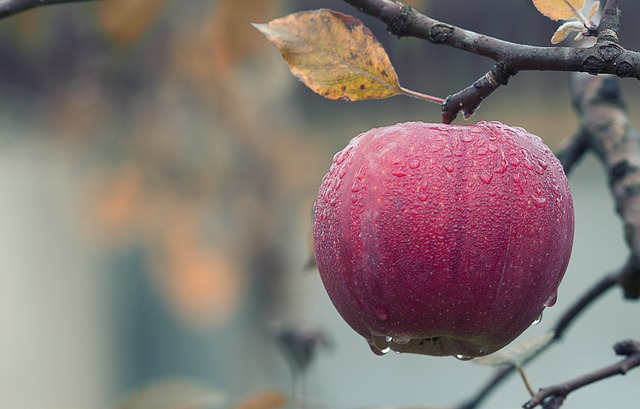 Wiedza na jak najwyższym poziomie o przechowywaniu jabłek